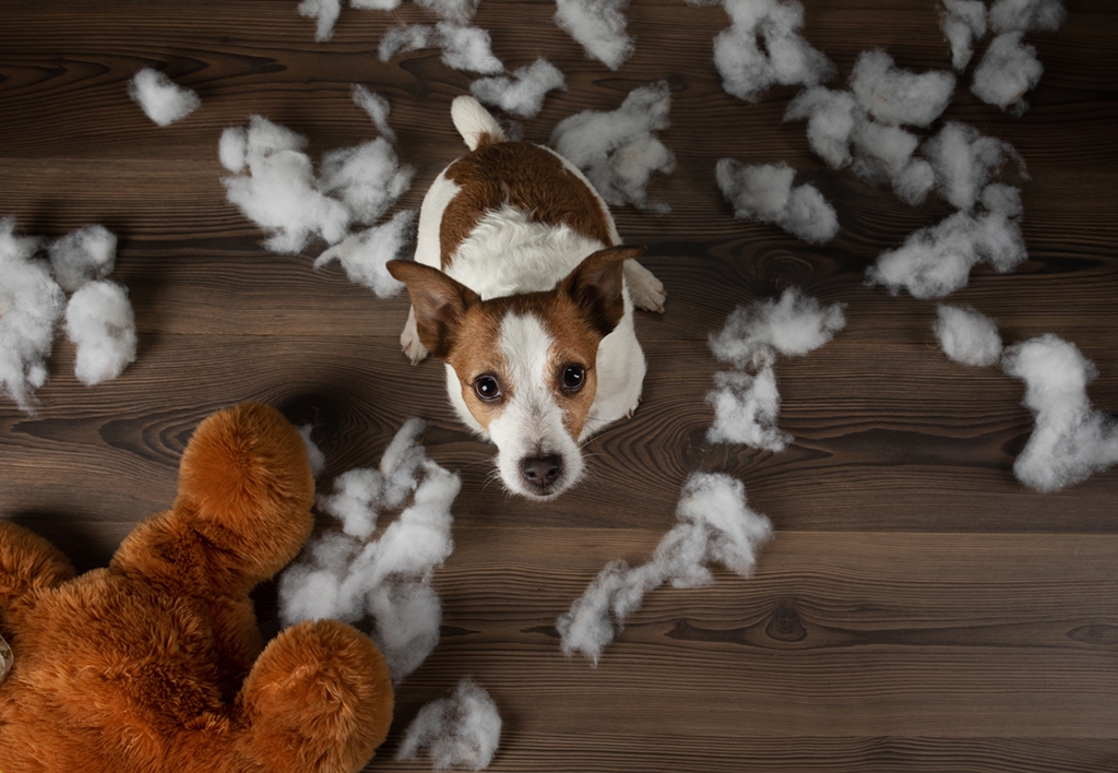 Bad dog. Jack Russell Terrier vomits, spoils a soft toy